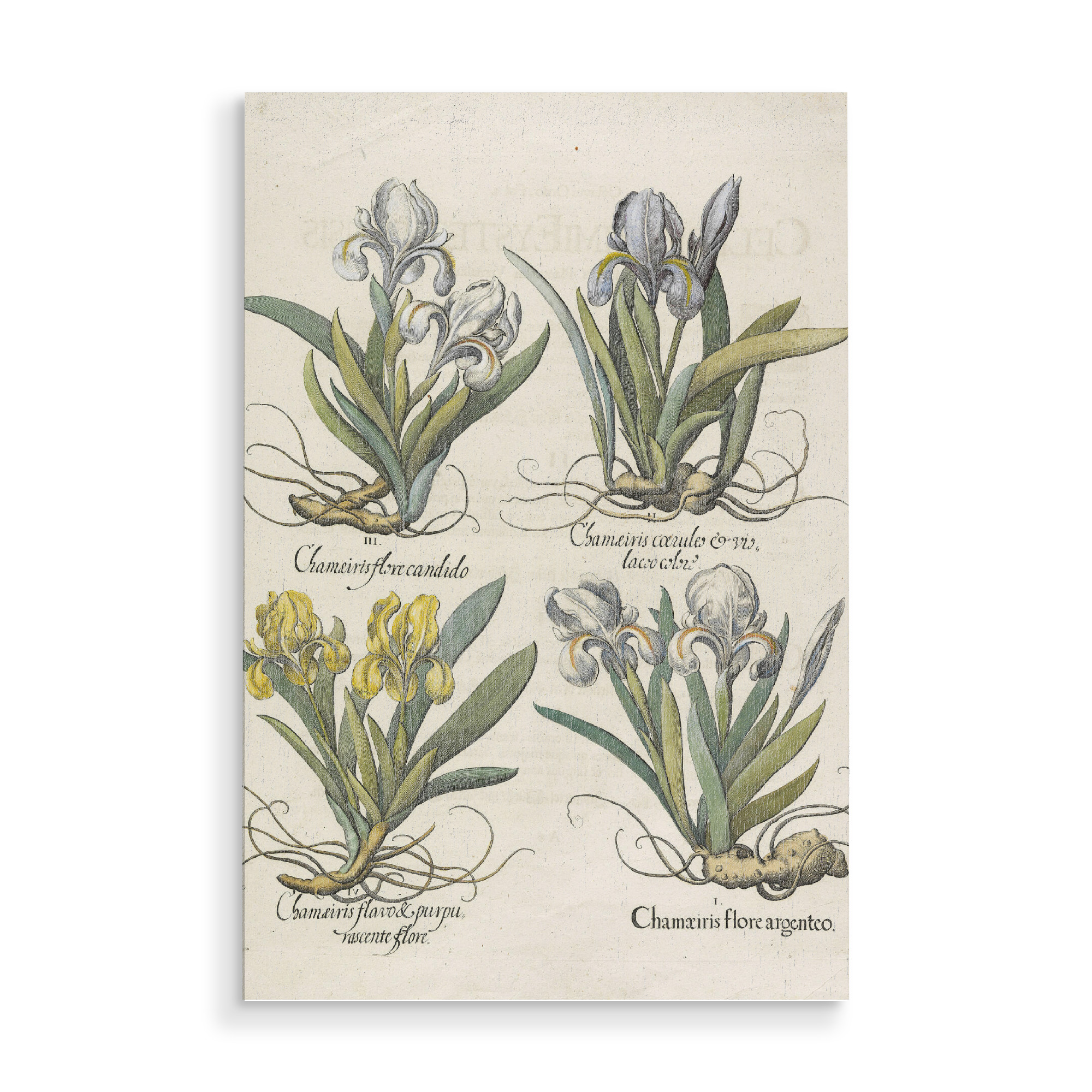 Holzbild "Chamaeiris" artboxONE - Natur,Floral