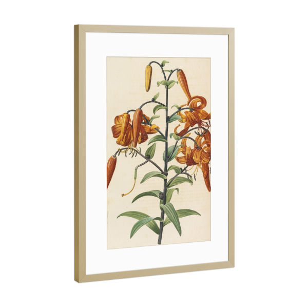 Poster mit Rahmen Gold "Liliengewächse" artboxONE - Natur,Floral