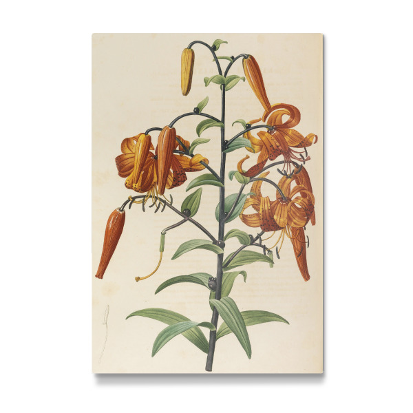 Galerie-Print "Liliengewächse" 30x20 cm artboxONE