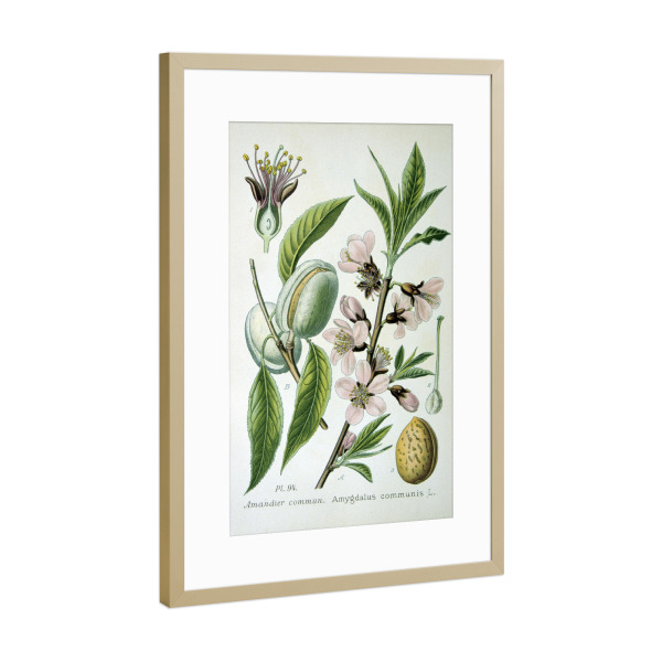 Poster mit Rahmen Gold "Common or Sweet Almond" artboxONE - Natur,Floral
