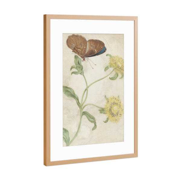 Poster mit Rahmen Kupfer "Schmetterling auf der Knospe" artboxONE - Natur,Floral,Tiere