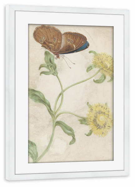Poster mit Rahmen weiß "Schmetterling auf der Knospe" artboxONE - Natur,Floral,Tiere