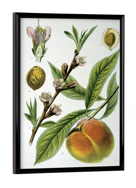 Poster mit schwarzem Rahmen "Pfirsich" artboxONE - Natur,Floral
