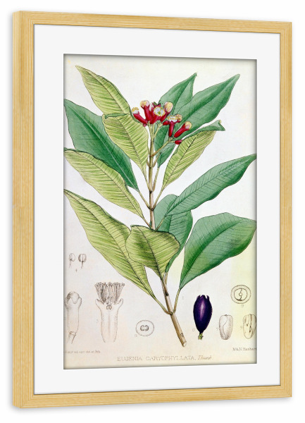 Poster mit Rahmen kiefer "Gewürznelkenbaum" artboxONE - Natur,Floral