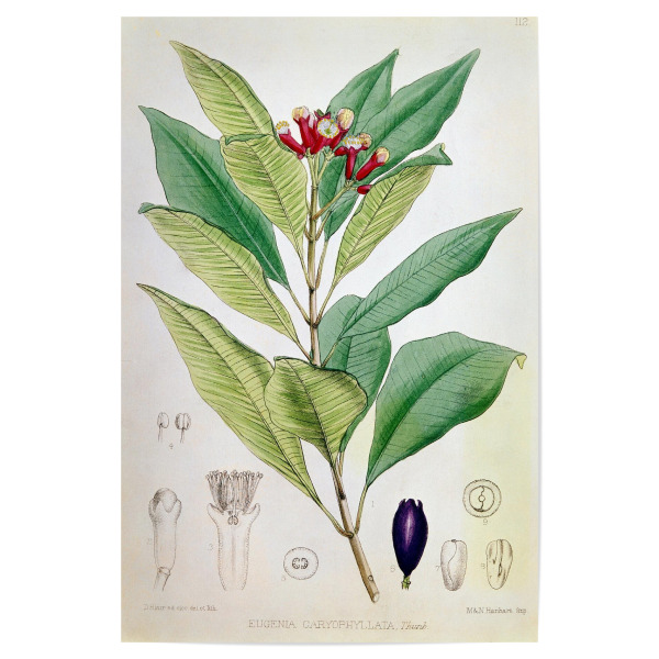 Poster "Gewürznelkenbaum" artboxONE - Natur,Floral