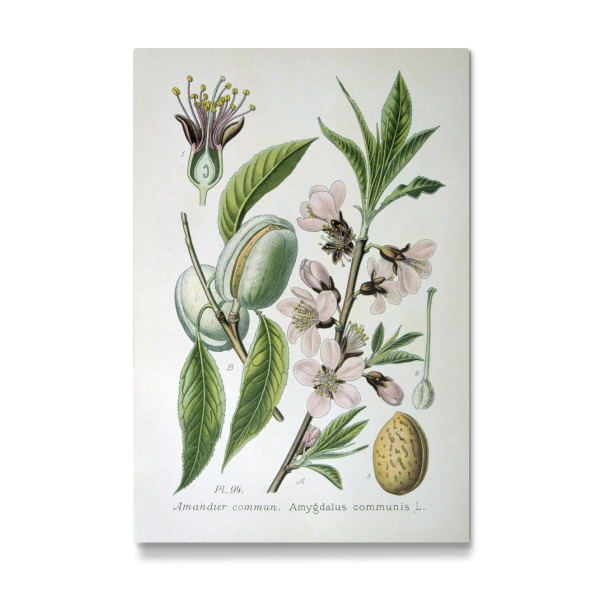 Galerie-Print "Mandelbaum I" 30x20 cm artboxONE