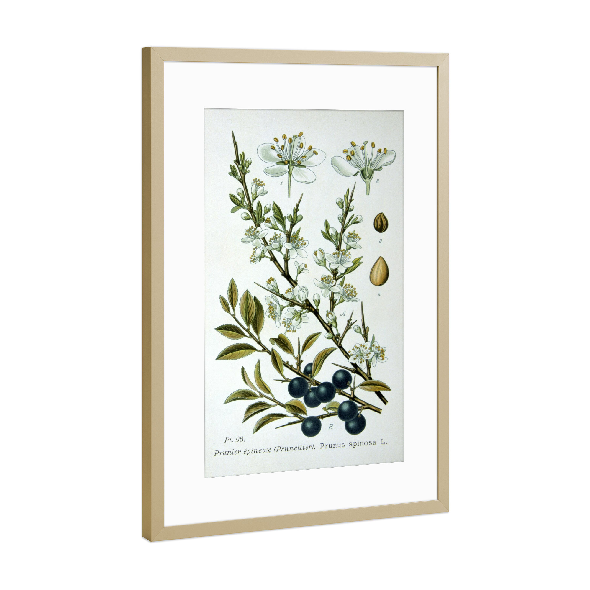 Poster mit Rahmen Gold "Schlehdorn" artboxONE - Natur,Floral