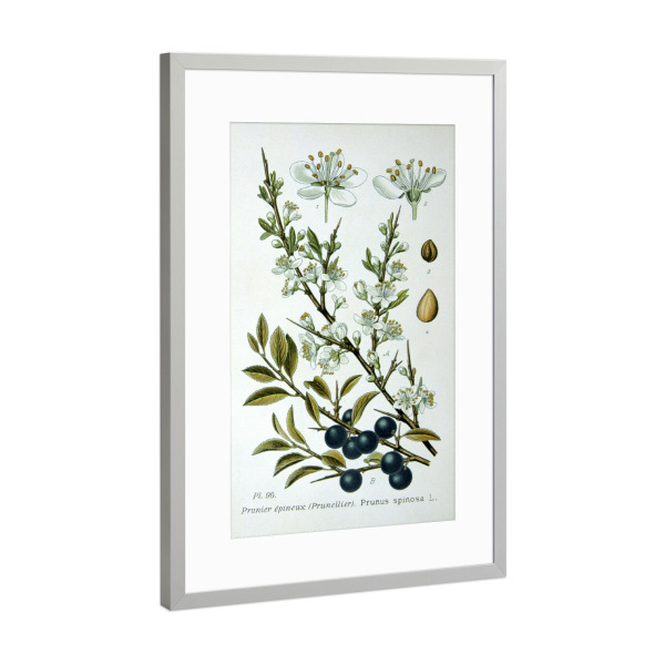 Poster mit Rahmen Silber "Schlehdorn" artboxONE - Natur,Floral