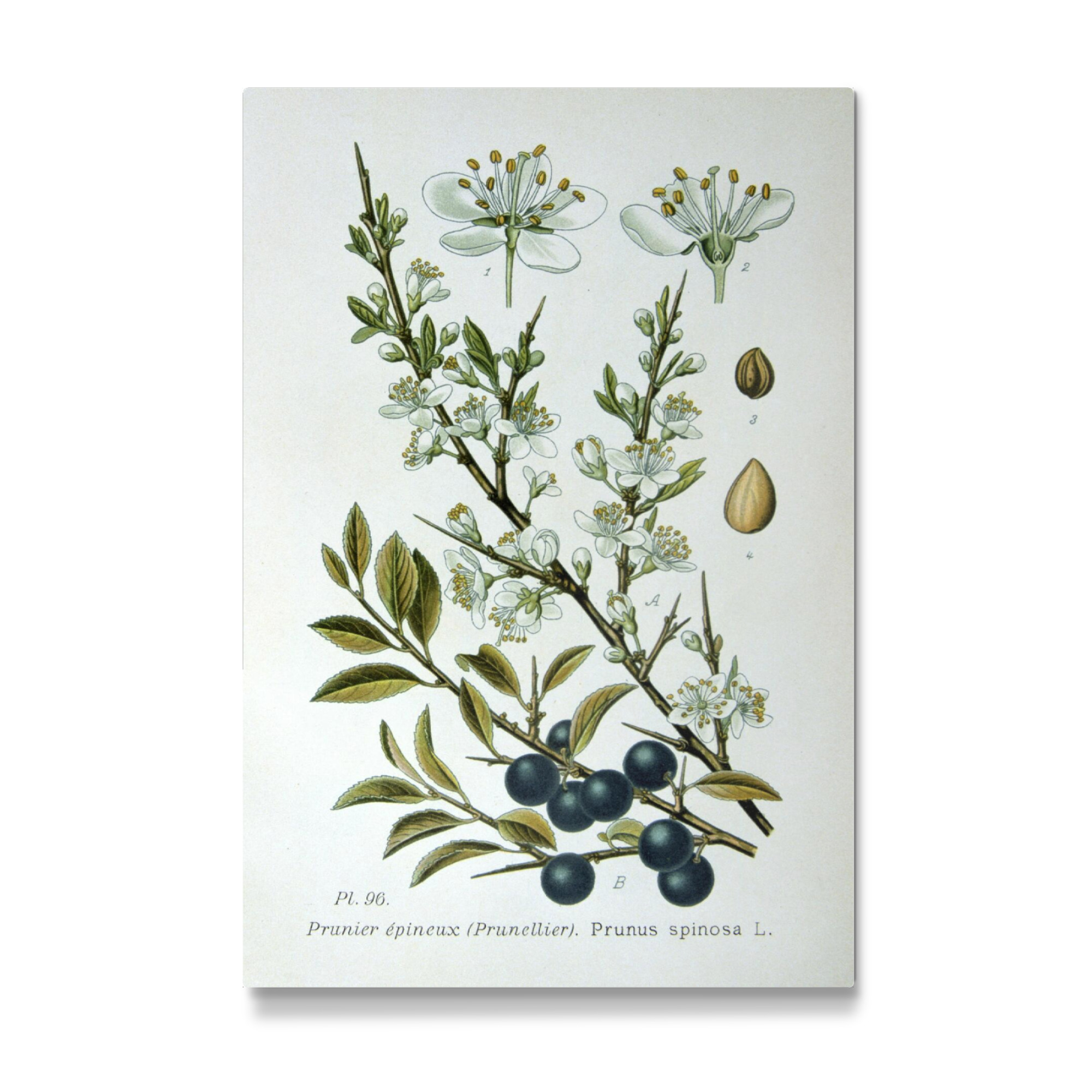 Galerie-Print "Schlehdorn" 75x50 cm artboxONE