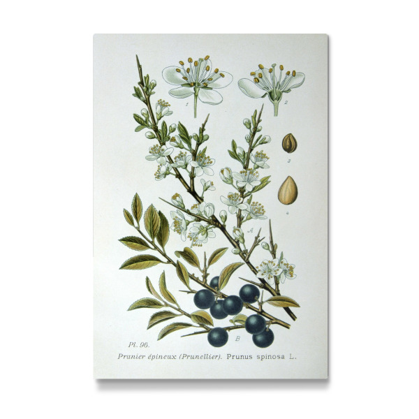 Galerie-Print "Schlehdorn" 30x20 cm artboxONE