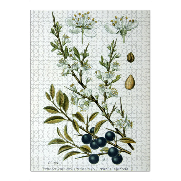 Puzzle Ravensburger "Schlehdorn" artboxONE - Natur,Floral