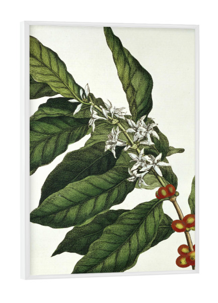 Poster mit weißem Rahmen "Kaffeepflanze" artboxONE - Natur,Floral