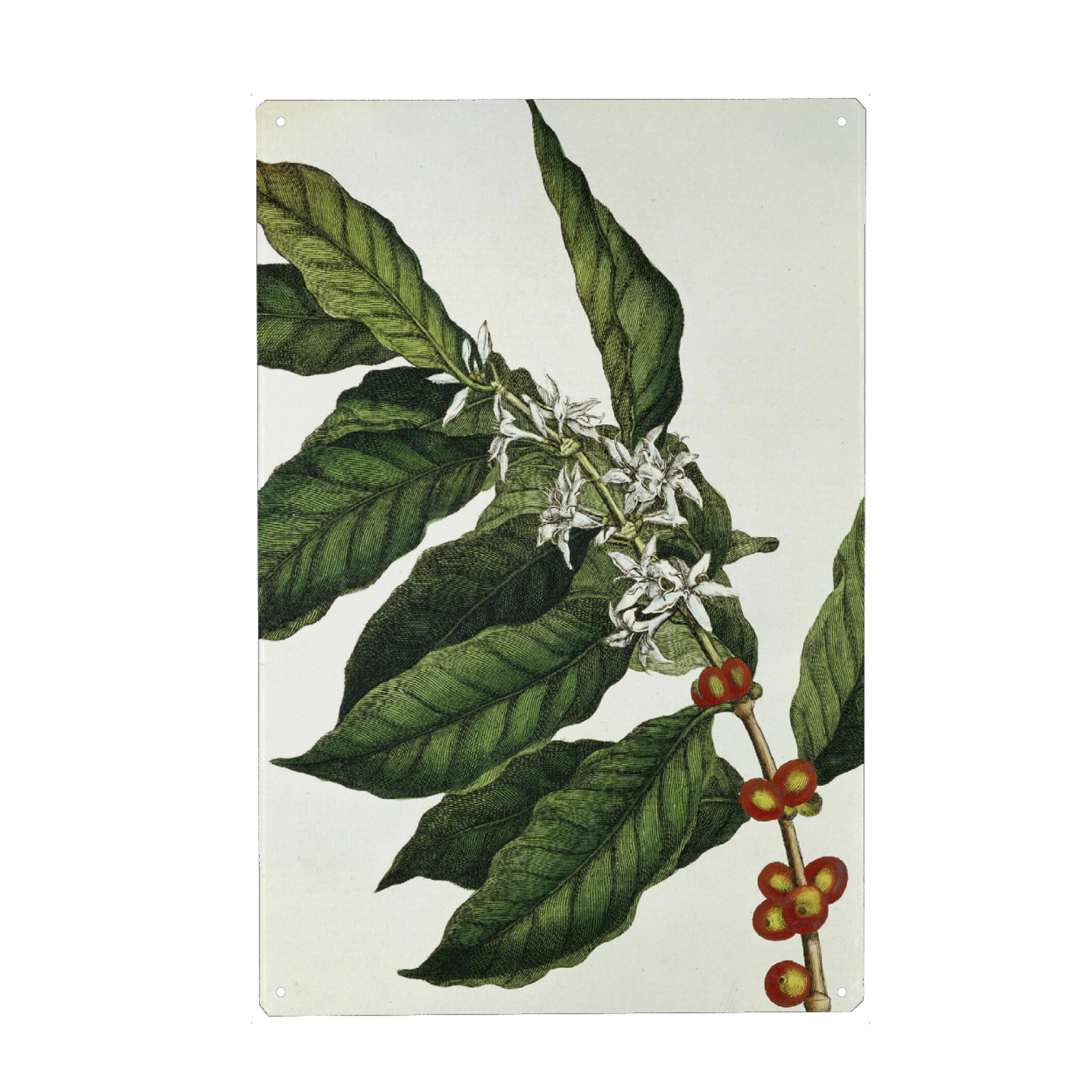 Metall Poster "Kaffeepflanze" artboxONE - Natur,Floral