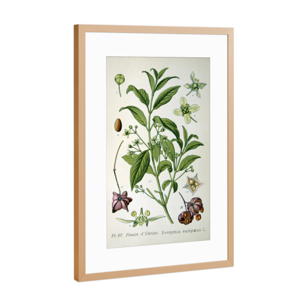 Poster mit Rahmen Kupfer "Pfaffenhüttchen" artboxONE - Natur,Floral
