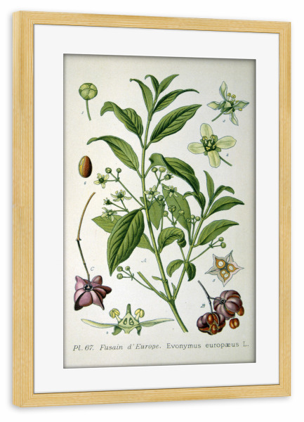 Poster mit Rahmen kiefer "Pfaffenhüttchen" artboxONE - Natur,Floral