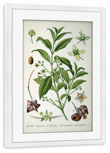 Poster mit Rahmen weiß "Pfaffenhüttchen" artboxONE - Natur,Floral