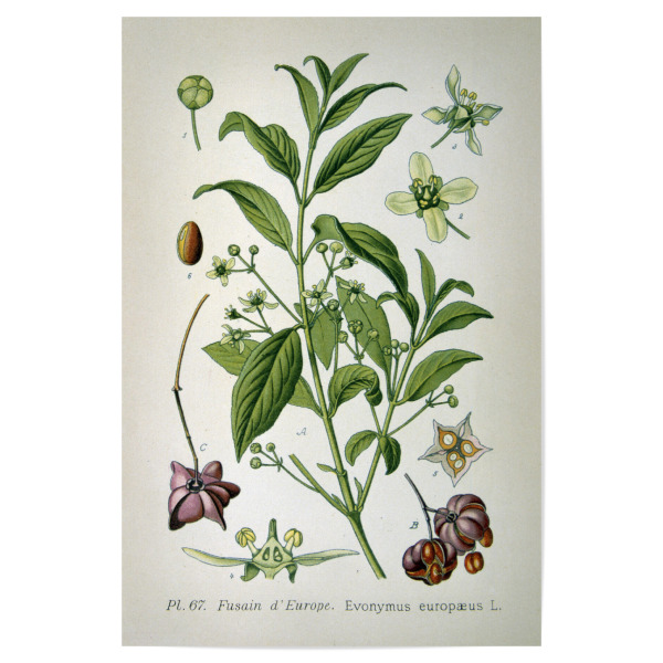 Poster "Pfaffenhüttchen" artboxONE - Natur,Floral