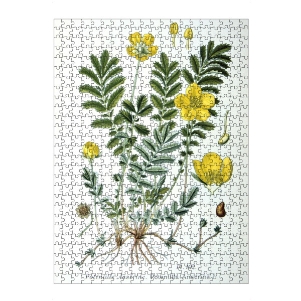 Puzzle Ravensburger "Gänsefingerkraut" artboxONE - Natur,Floral