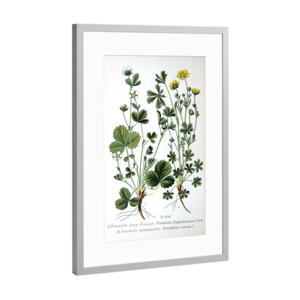 Poster mit Rahmen Silber "Fingerkraut" artboxONE - Natur,Floral