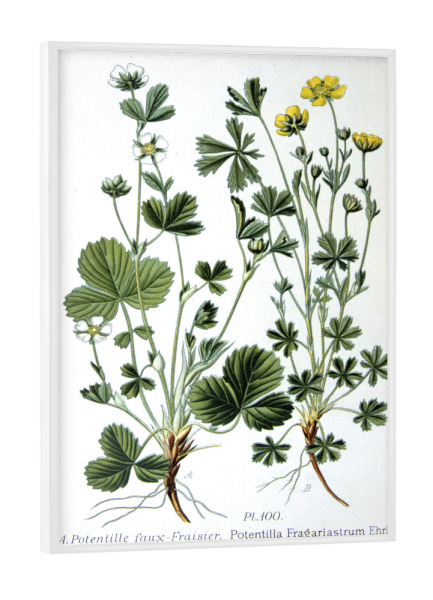 Poster mit weißem Rahmen "Fingerkraut" artboxONE - Natur,Floral