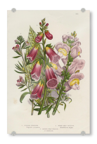 Acrylglasbild "Löwenmäulchen" artboxONE - Natur,Floral
