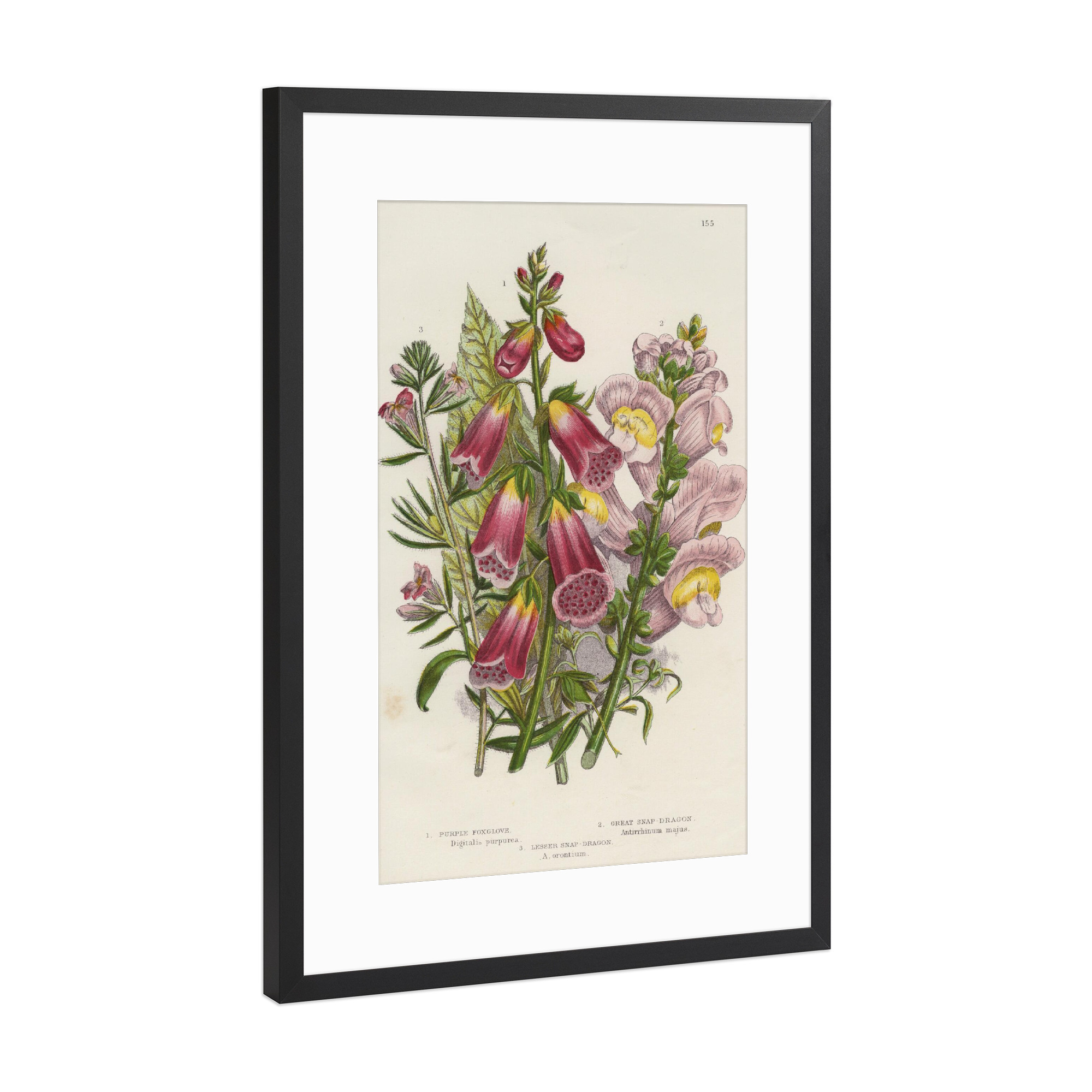 Poster mit Rahmen Schwarz (Metallic) "Löwenmäulchen" artboxONE - Natur,Floral