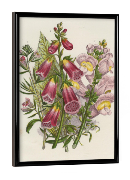 Poster mit schwarzem Rahmen "Löwenmäulchen" artboxONE - Natur,Floral