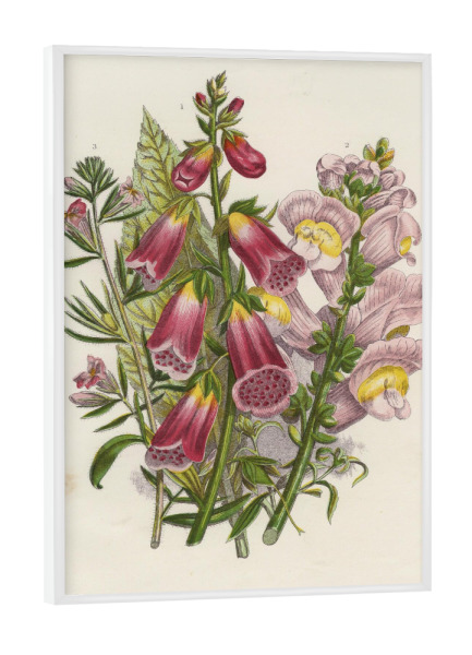 Poster mit weißem Rahmen "Löwenmäulchen" artboxONE - Natur,Floral