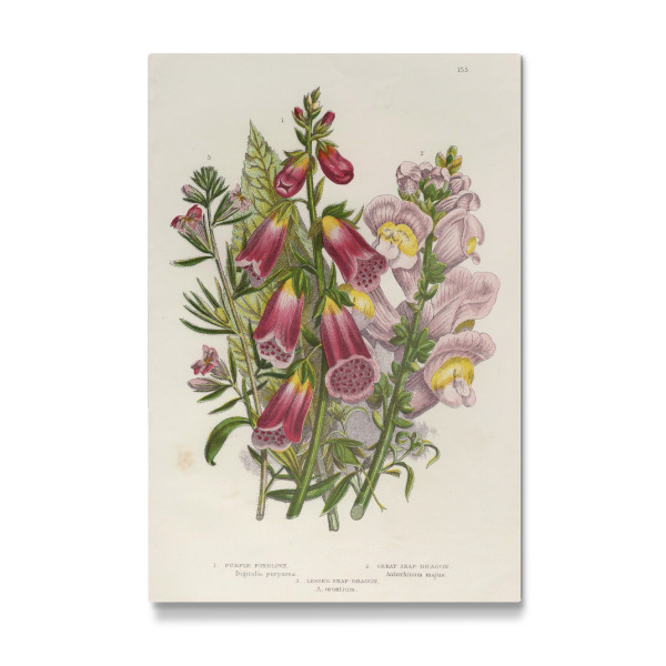 Galerie-Print "Löwenmäulchen" 30x20 cm artboxONE