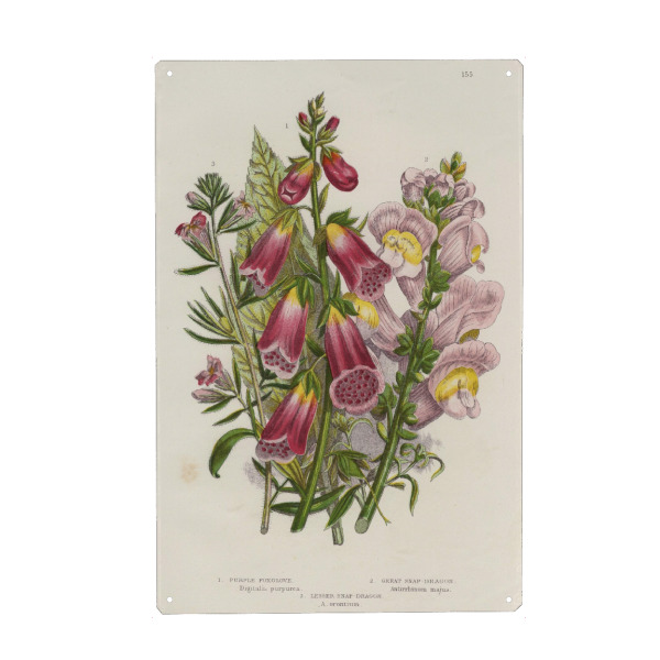 Metall Poster "Löwenmäulchen" artboxONE - Natur,Floral