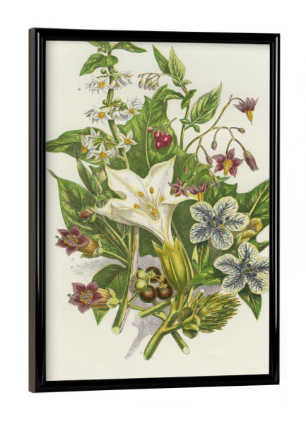Poster mit schwarzem Rahmen "Nachtschattengewächse" artboxONE - Natur,Floral