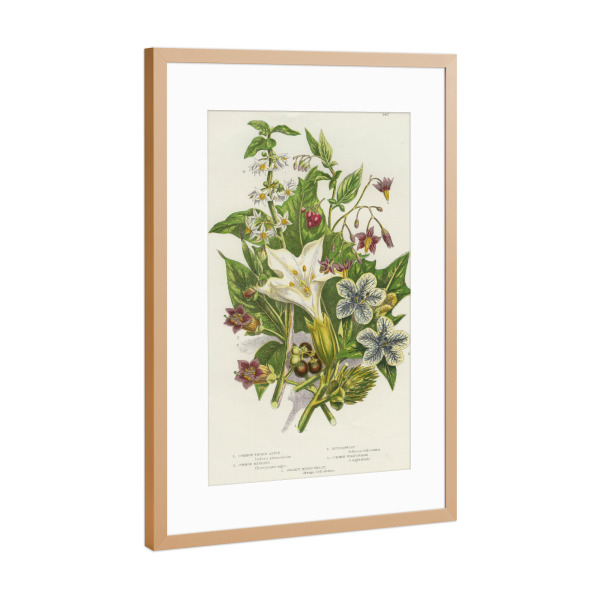 Poster mit Rahmen Kupfer "Nachtschattengewächse" artboxONE - Natur,Floral