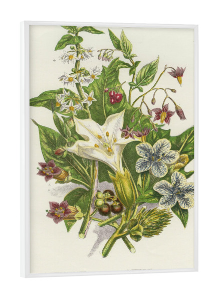 Poster mit weißem Rahmen "Nachtschattengewächse" artboxONE - Natur,Floral