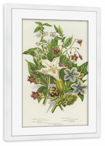 Poster mit Rahmen weiß "Nachtschattengewächse" artboxONE - Natur,Floral