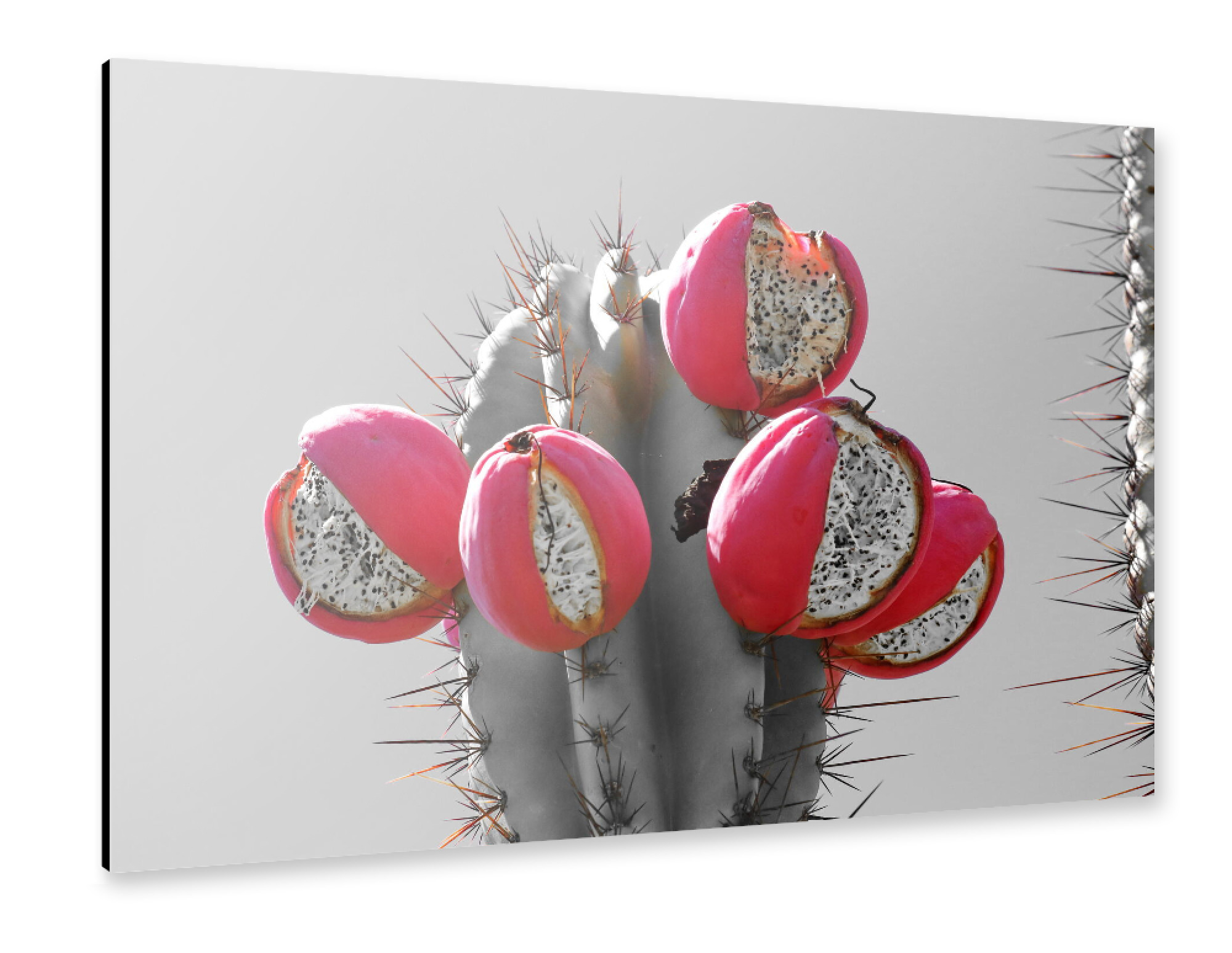 Alu-Dibond "Kaktus mit roten Früchten ck" 75x50 cm artboxONE