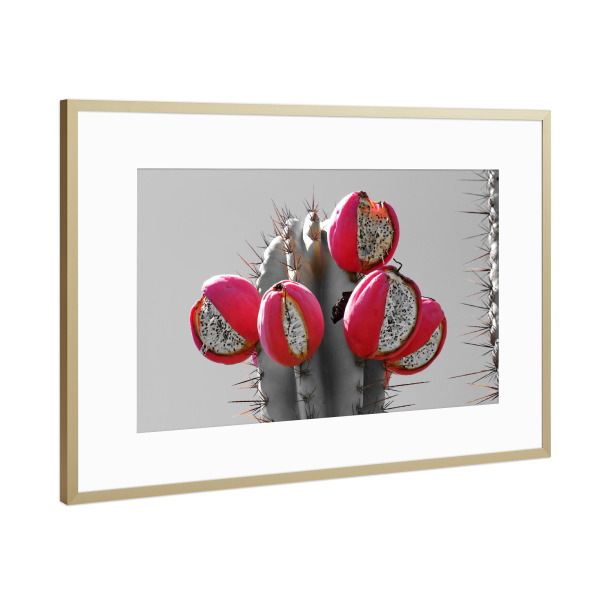 Poster mit Rahmen Gold "Kaktus mit roten Früchten ck" artboxONE - Natur,Floral,Reise / Afrika