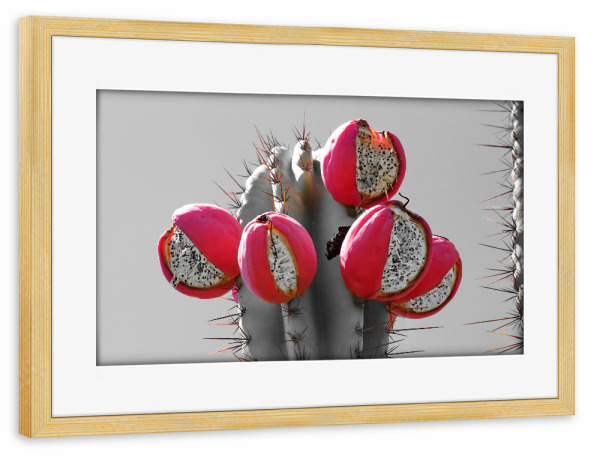 Poster mit Rahmen kiefer "Kaktus mit roten Früchten ck" artboxONE - Natur,Floral,Reise / Afrika