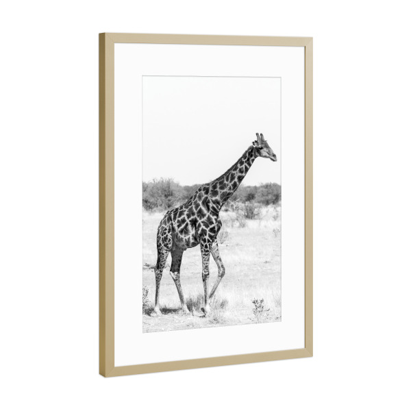 Poster mit Rahmen Gold "Giraffe in Namibia" artboxONE - Natur,Tiere