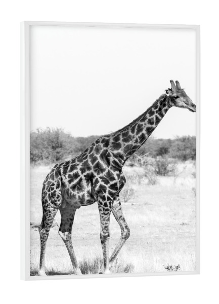 Poster mit weißem Rahmen "Giraffe in Namibia" artboxONE - Natur,Tiere