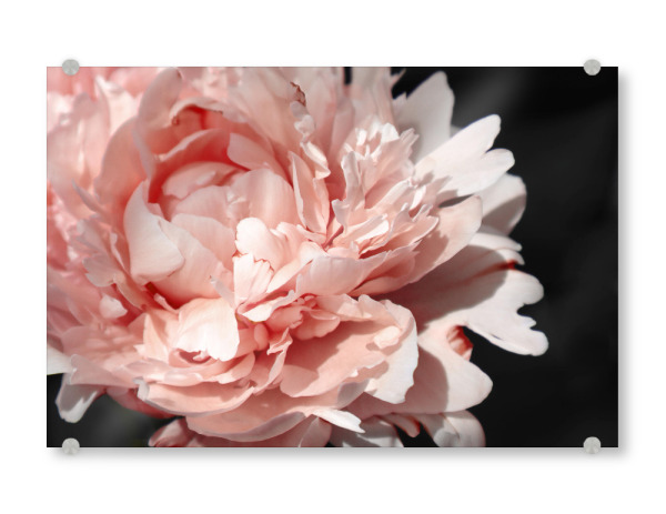 Acrylglasbild "Large blush peony" artboxONE - Natur,Floral - Pink,Peony,Feminine,Black,Flower,Floral,Botanical,Natur,Nature,Closeup,Nahaufnahme
