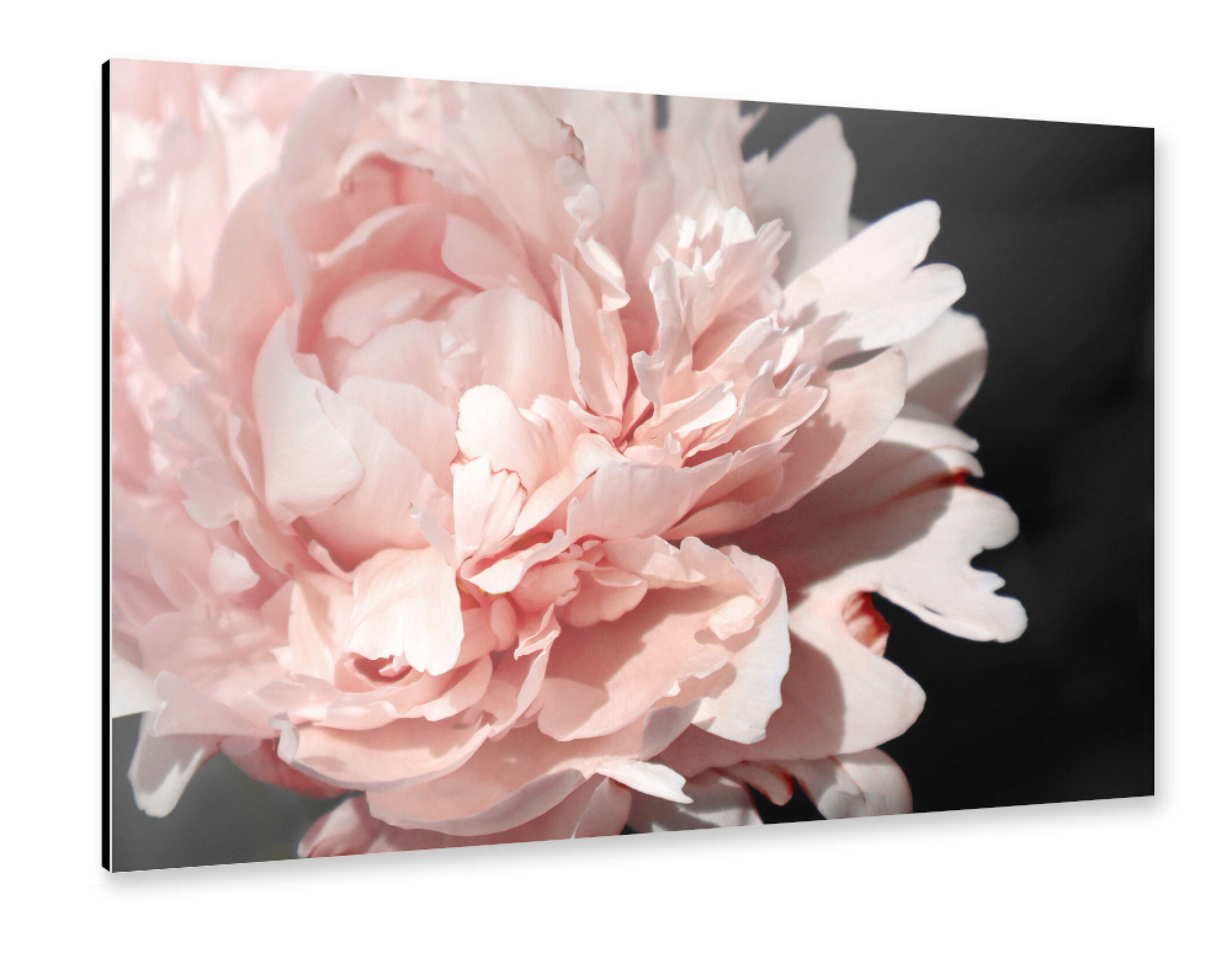 Alu-Dibond "Large blush peony" 75x50 cm artboxONE