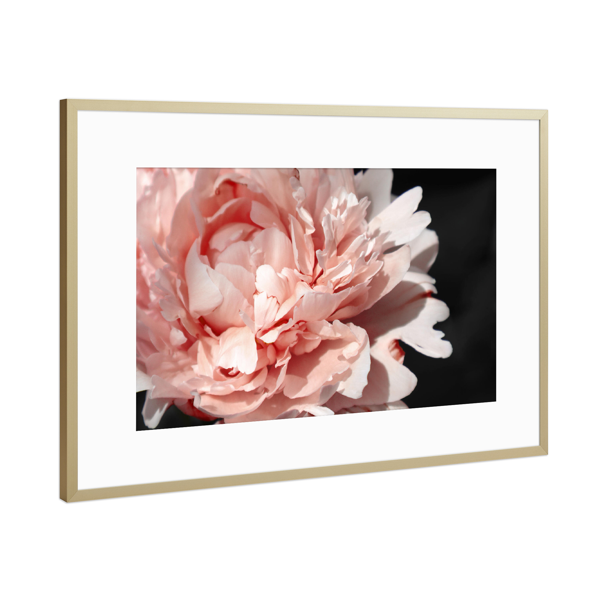 Poster mit Rahmen Gold "Large blush peony" artboxONE - Natur,Floral