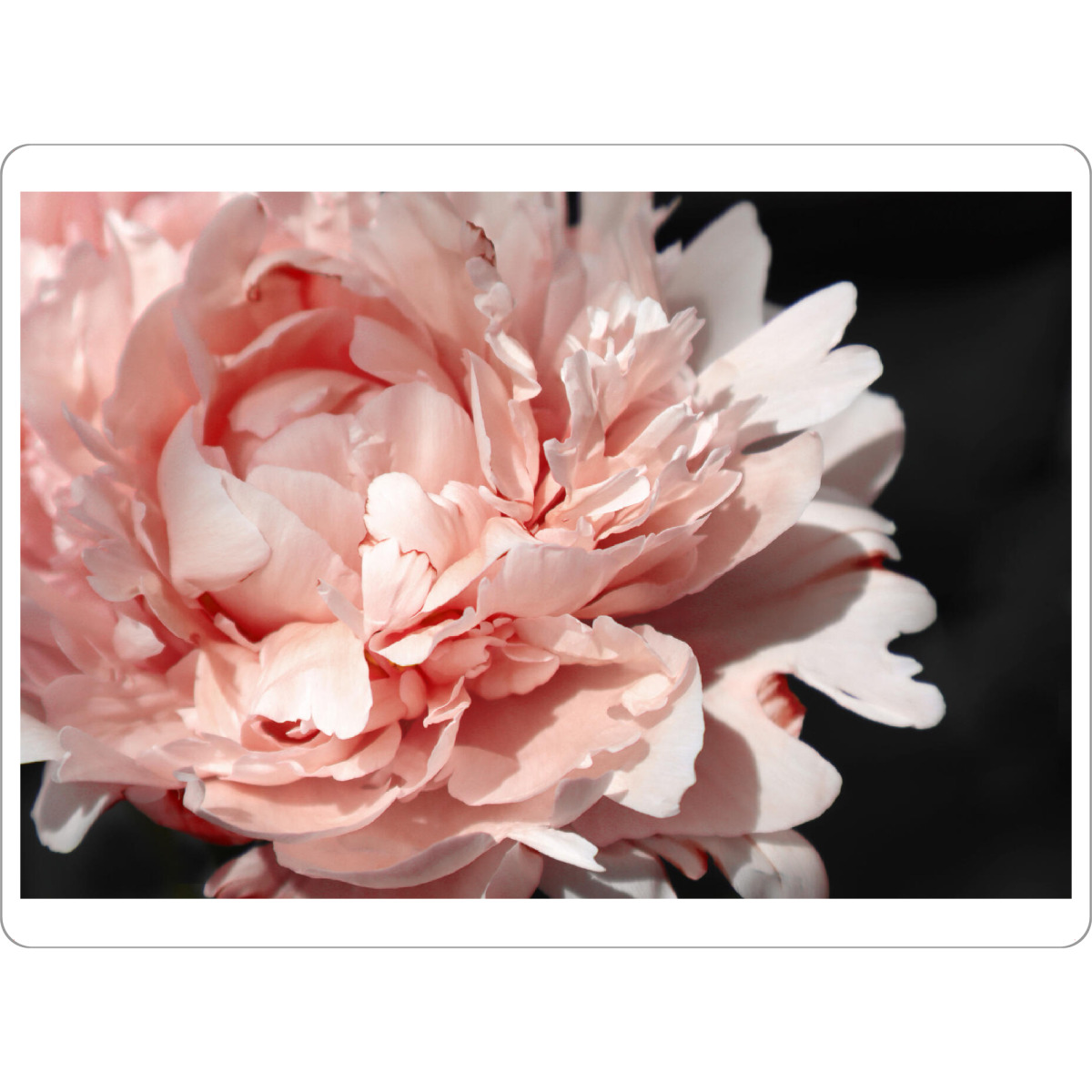 Tischset "Large blush peony" artboxONE - Natur,Floral - Pink,Peony,Feminine,Black,Flower,Floral,Botanical,Natur,Nature,Closeup,Nahaufnahme