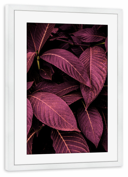 Poster mit Rahmen weiß "Purple Leaves" artboxONE - Natur - Monstera,Leaf,Foliage,Garden,Landscaping,Leaves,Blätter,Natur,Nature