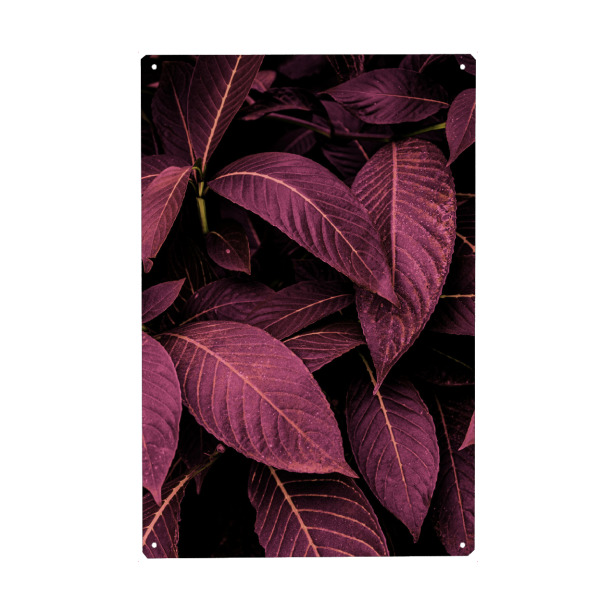 Metall Poster "Purple Leaves" artboxONE - Natur - Monstera,Leaf,Foliage,Garden,Landscaping,Leaves,Blätter,Natur,Nature - Blechschild