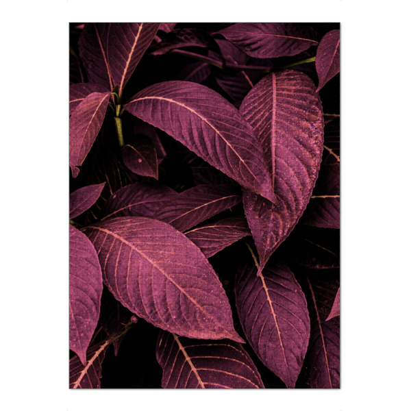 Puzzle Ravensburger "Purple Leaves" artboxONE - Natur - Monstera,Leaf,Foliage,Garden,Landscaping,Leaves,Blätter,Natur,Nature - Bild monstera