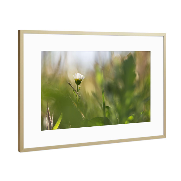 Poster mit Rahmen Gold "Mitten im Grünen" artboxONE - Natur,Floral