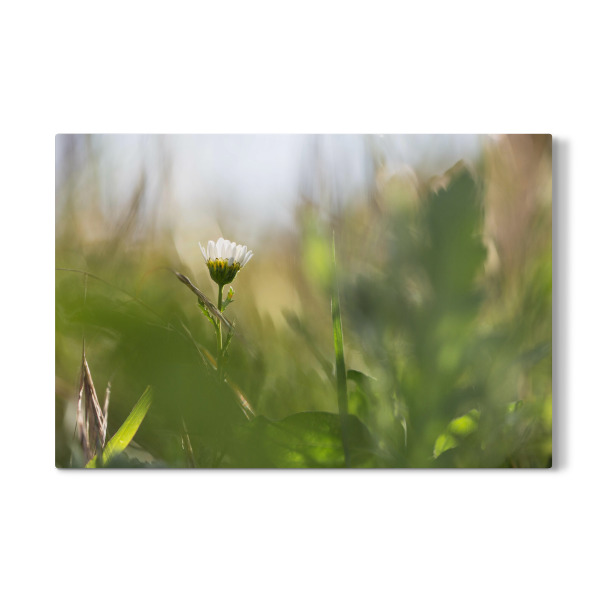 Galerie-Print "Mitten im Grünen" 30x20 cm artboxONE