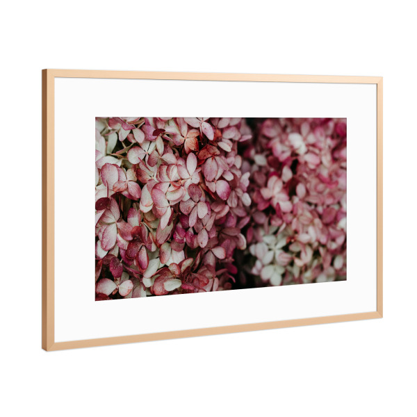 Poster mit Rahmen Kupfer "Blütenmeer" artboxONE - Natur,Floral - Hortensie,Bume,Floral,Rosa,Pink,Nature,Natur,Botanical,Botanisch