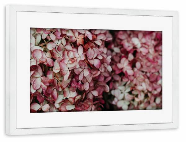 Poster mit Rahmen weiß "Blütenmeer" artboxONE - Natur,Floral - Hortensie,Bume,Floral,Rosa,Pink,Nature,Natur,Botanical,Botanisch